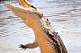 Crocodile on the Adelaide River