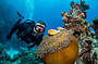 Passions of Paradise Dive special (Includes 1 Certified or Introductory dive)