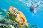 Close encounter with a Turtle on Arlington Reef