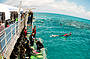 Snorkellers and Divers on Arlington Reef