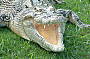 The Saltwater Crocodile is a powerful beast