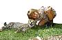 Transfers to Australia Zoo - The ONLY tour direct from the Gold Coast to Australia Zoo!