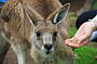 1 Day Puffing Billy, Kangaroos, Koalas and Penguins Tour