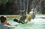 Transfers to Australia Zoo - The ONLY tour direct from the Gold Coast to Australia Zoo!